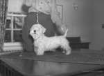 Terrier, November 25, 1949