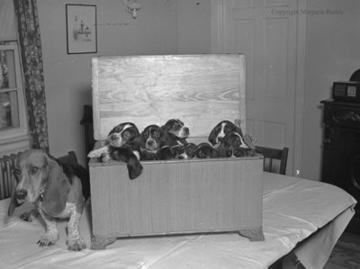 Basset Hounds, November 25, 1949