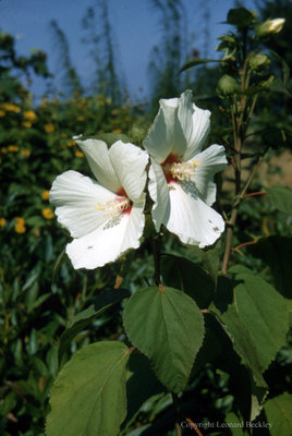 Leonard Beckley's Garden, July 1981