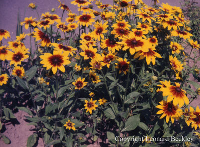 Leonard Beckley's Garden, July 1981