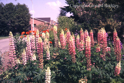 Leonard Beckley's Garden, June 1983