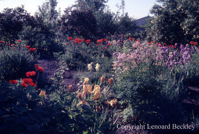 Leonard Beckley's Garden, July 1970