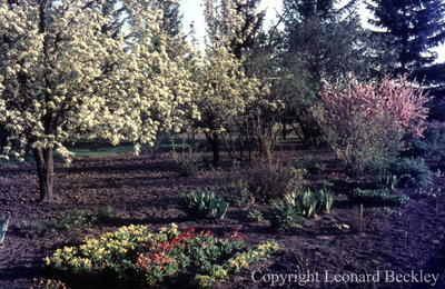 Leonard Beckley's Garden, May 1977