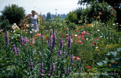 Leonard Beckley's Garden, c.1977