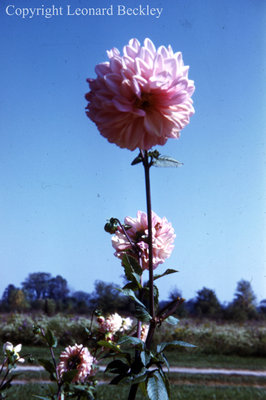 Leonard Beckley's Garden, c.1977