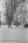 Snow Covered Trees, January 1939