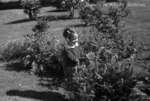 Norma looking at poppies, May 1939