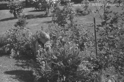 Eric looking at poppies, May 1939