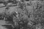 Eric looking at poppies, May 1939