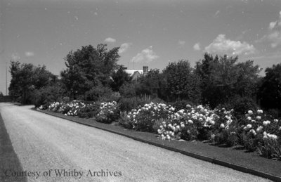 Driveway at Stonehaven, June 1939