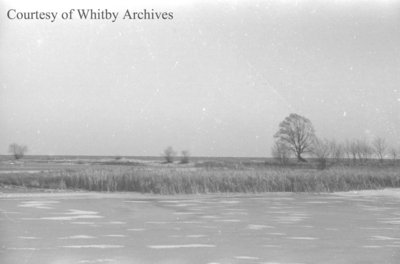 Cranberry Marsh, January 1938