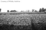 Collins Onion Farm, August 17, 1938