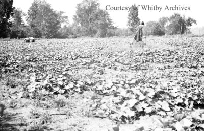 Collins Onion Farm, August 17, 1938