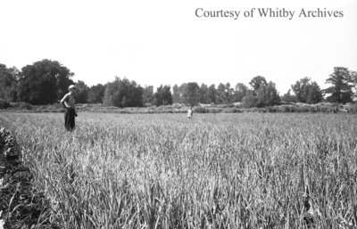 Collins Onion Farm, August 17, 1938