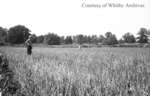 Collins Onion Farm, August 17, 1938