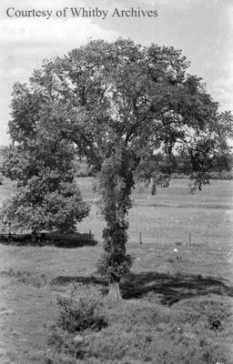 Elm Tree, May 1939