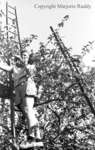 Apple Picking, 1941