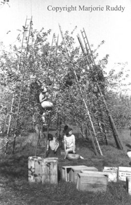 Apple Picking, 1941