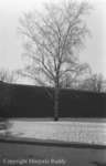 Birch Tree, January 1938