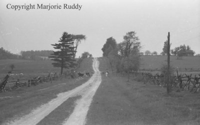 Cattle on a Country Road, May 23, 1938