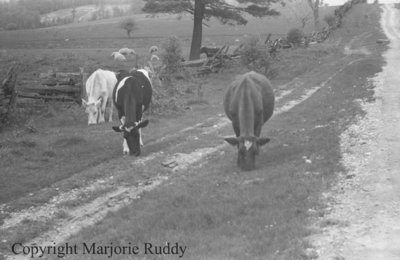 Cattle on a Country Road, May 23, 1938