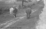 Cattle on a Country Road, May 23, 1938