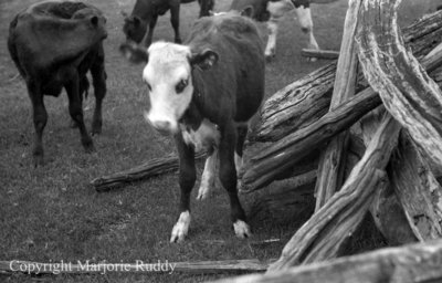 Cattle on a Country Road, May 23, 1938