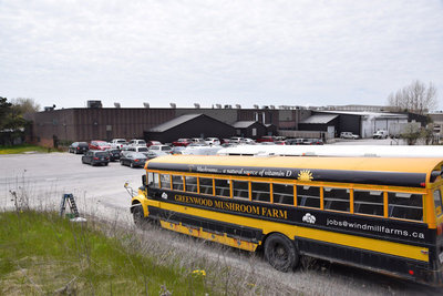 Greenwood Mushroom Farm is one of Ontario's largest mushroom producers, with multiple locations throughout the province. The company sells mushrooms under its Windmill Farms brand; it opened in 1994 at 9760 Heron Road, Whitby.