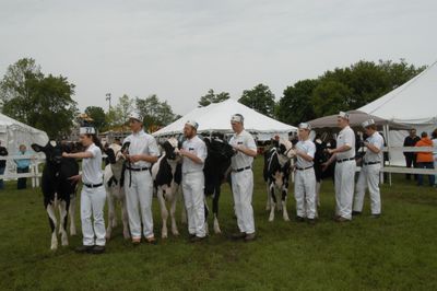 Dairy Cattle Show at the Brooklin Spring Fair, June 6, 2011