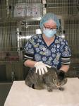 Essential Services - Registered Veterinary Technician