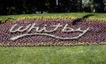 Whitby Flower Bed