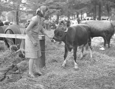 Cattle Show - Jerseys (Image 4 of 5)