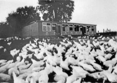 Inverlyn Chicken Coop, c.1926