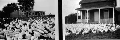 Poultry House and Home for Staff of the &quot;Inverlynn&quot; Estate, c.1926