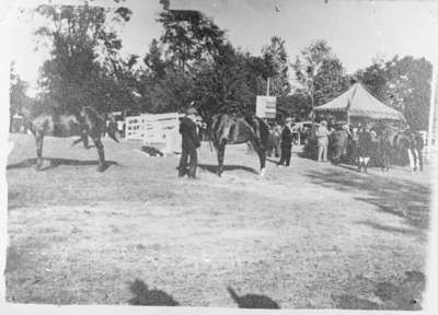 Judging Horses at Whitby Horse Show