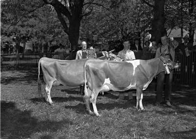 Prize Cattle at Jersey Show, May 29, 1948