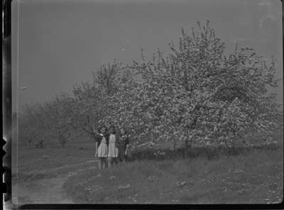 Blossoms at Red Wing Orchards, May 23, 1946