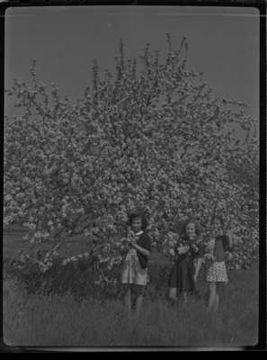 Blossoms at Red Wing Orchards, May 23, 1946