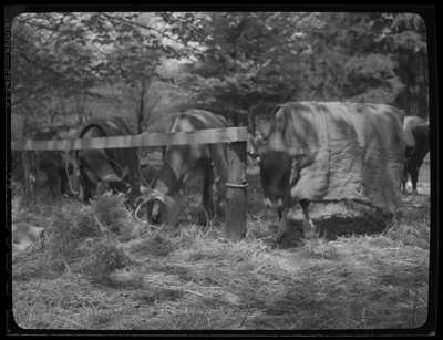 Cattle Show - Jerseys (Image 1 of 5)