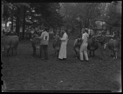 Cattle Show - Jerseys (Image 2 of 5)