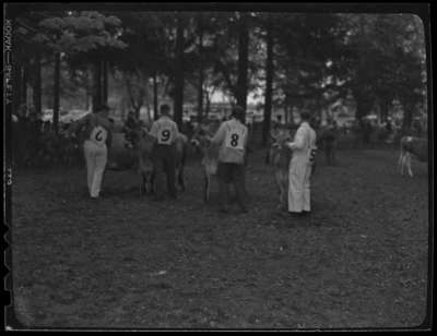 Cattle Show - Jerseys (Image 5 of 5)