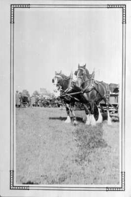 Horses at Brooklin Spring Fair