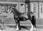 Frank Batty with Maryfield Queen (Clydesdale horse)