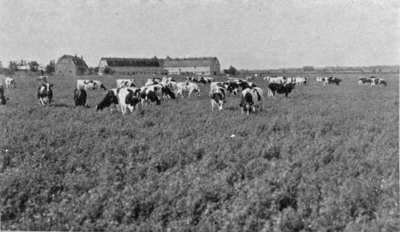 Dairy Herd and Barn, Ontario Hospital Whitby, 1934