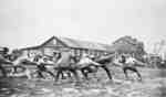 Tug of War at the Military Convalescent Hospital, 1919