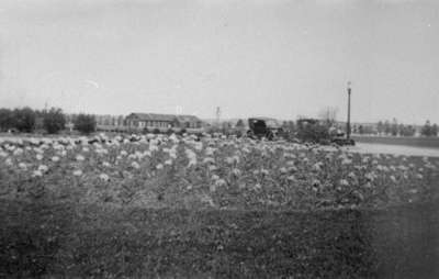 Ontario Hospital Garden, c.1927-1933