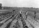 Ontario Ladies' College Garden, c.1917-1918