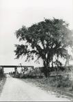 Westney Road at Highway 2 Looking North c. 1923 (P210-000-041)