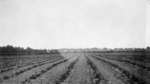 Strawberries at J. Smith's Farm, Burford, Ontario, c. 1923-24