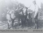 Oxen Used in the Construction of the Lake Erie & Northern Railway